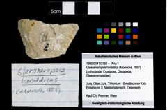 Foto (Objekt + Etikett) von Glaessneropsis heraldica (Moericke, 1897)  (NHMW-GEO-1990-0041-3168)